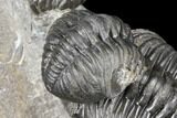 Two Pedinopariops Trilobite Fossils - Mrakib, Morocco #126326-5